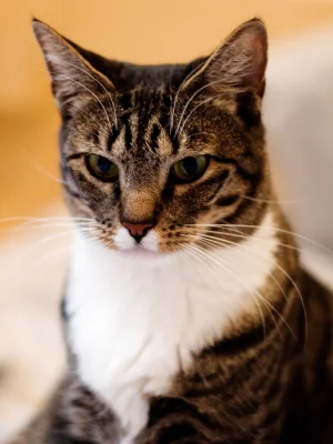 American Shorthair Kittens