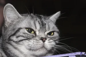 American Shorthair Kittens