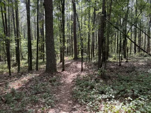 Dağ Bisikleti 29"