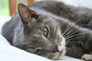 American Shorthair Kittens