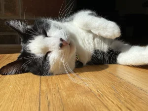 American Shorthair Balaca Pişiklər