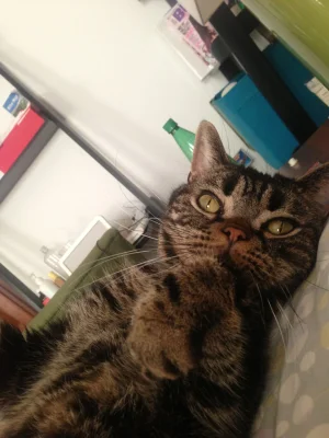 American Shorthair Kittens
