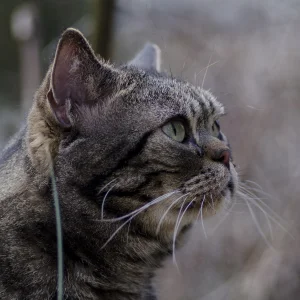American Shorthair Kittens