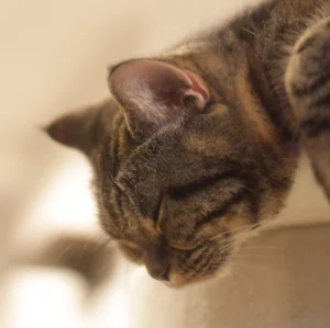 American Shorthair Kittens
