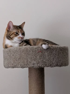 American Shorthair Kittens
