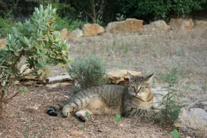 American Shorthair Kittens