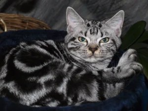 American Shorthair Kittens